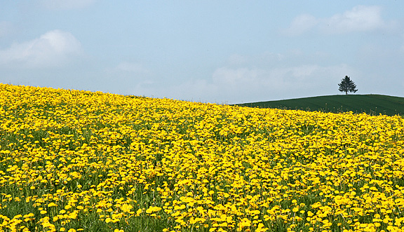 seinundwerden Eindrücke Emmental im Frühling