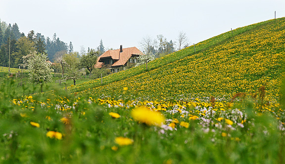 seinundwerden Eindrücke Emmental im Frühling