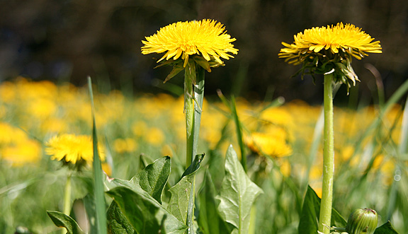 seinundwerden Eindrücke Frühling