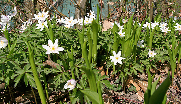seinundwerden Eindrücke Frühling