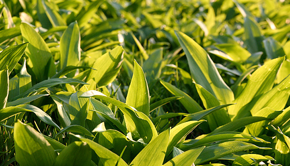 seinundwerden Eindrücke Frühling