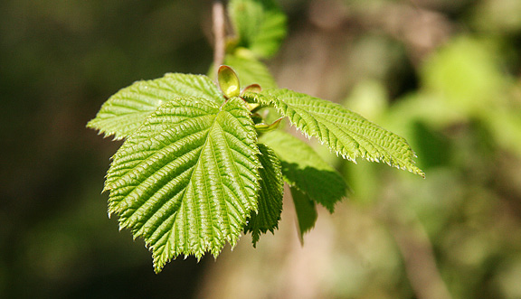 seinundwerden Eindrücke Frühling