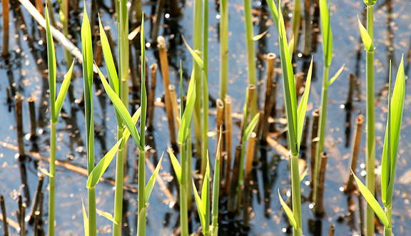 seinundwerden Eindrücke Frühling