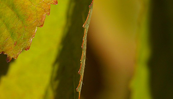 seinundwerden Eindrücke Jura im Frühling