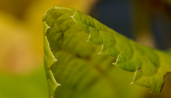 seinundwerden Eindrücke Jura im Frühling