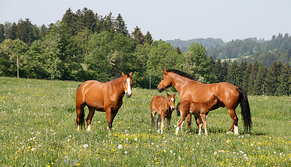 seinundwerden Eindrücke Jura im Frühling