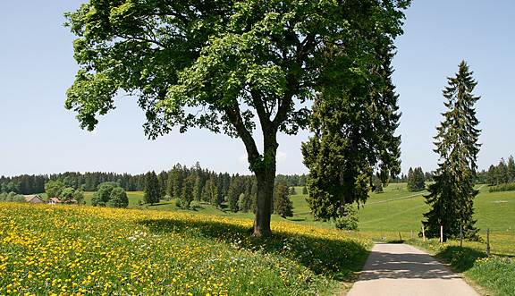 seinundwerden Eindrücke Jura im Frühling